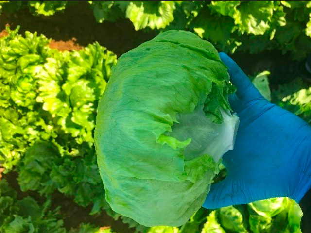 Iceberg Lettuce Tence