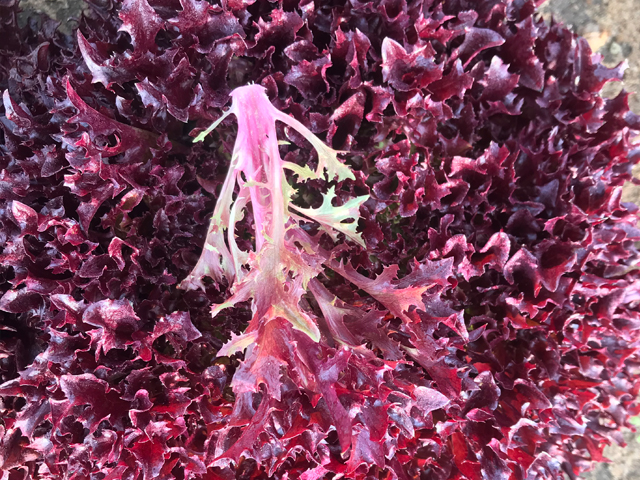 Lollo Rossa E01L30826