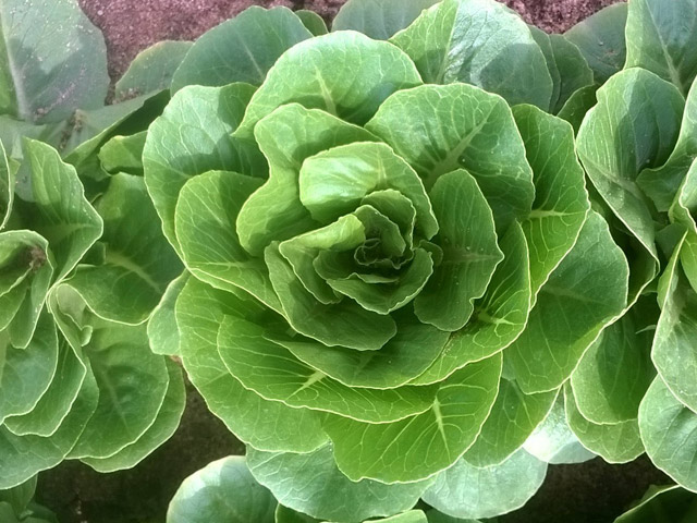 Litlle Gem lettuce Budgee