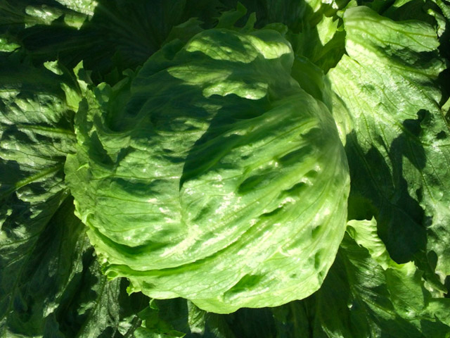 Iceberg lettuce Asoka