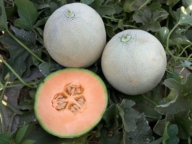 Fully netted cantaloupe melon Kapaz by Enza Zaden