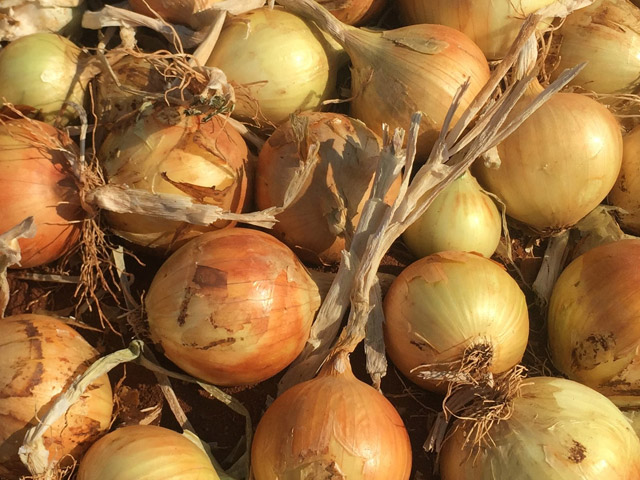 Short Day Yellow onion Chelsea