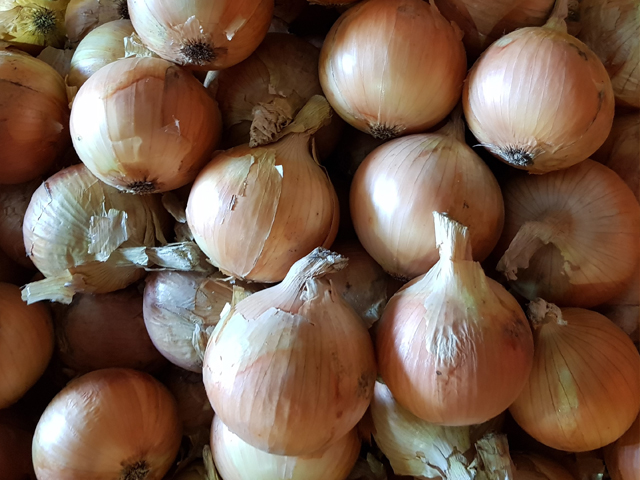 Short Day onion Copperhead