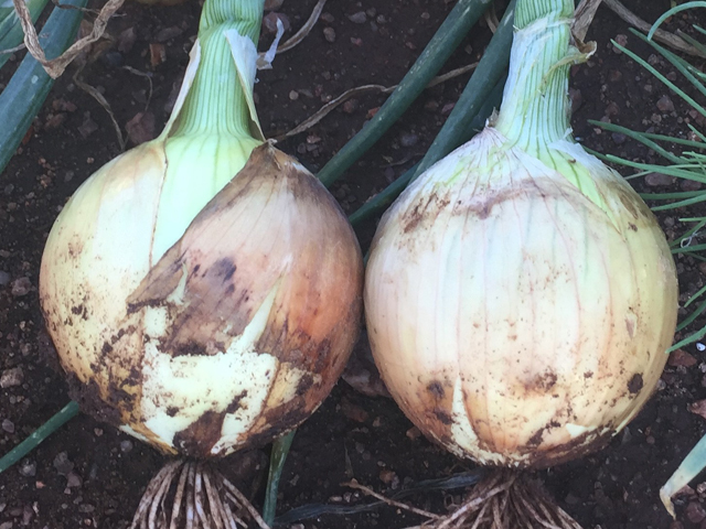 Onion Baiana