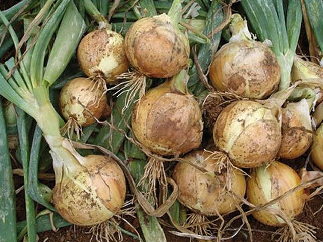 Onion Morena