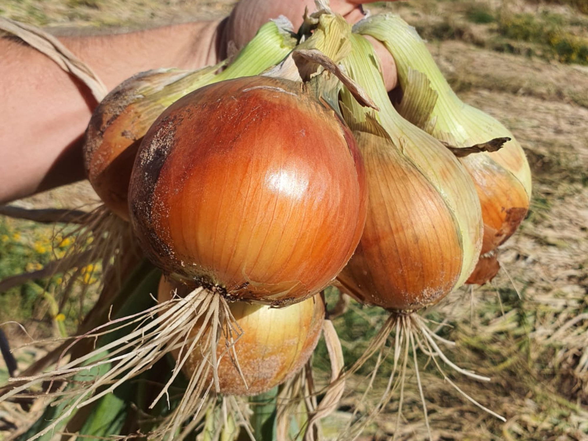 Yellow Onion Plutonus