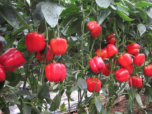 pimiento california plutonio