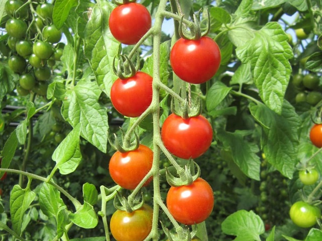 Cherry cluster tomato Tremelo
