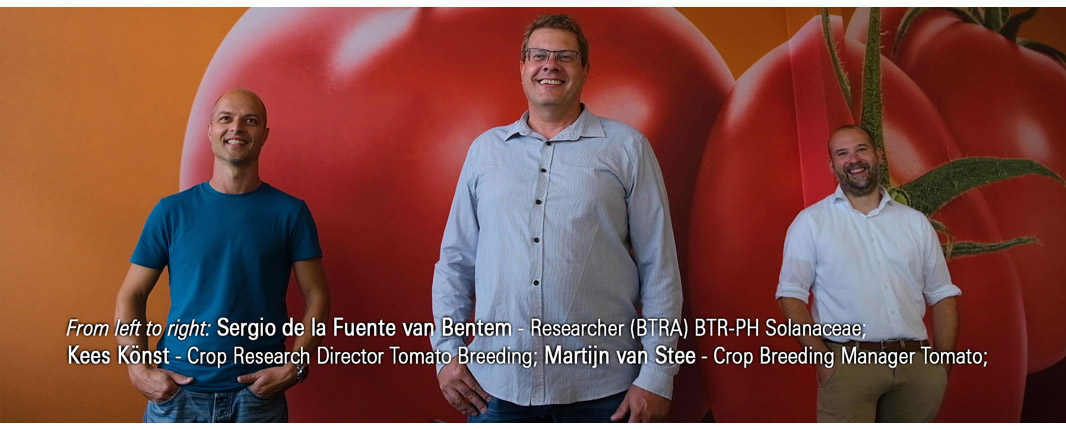 Our tomato breeding team identified a gene providing high levels of resistance against the devastating ToBRFV.