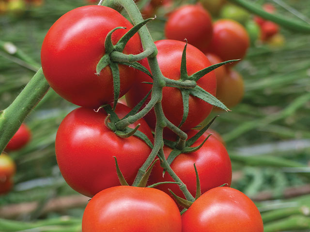 tomato codino