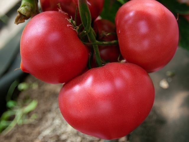 tomato asterius
