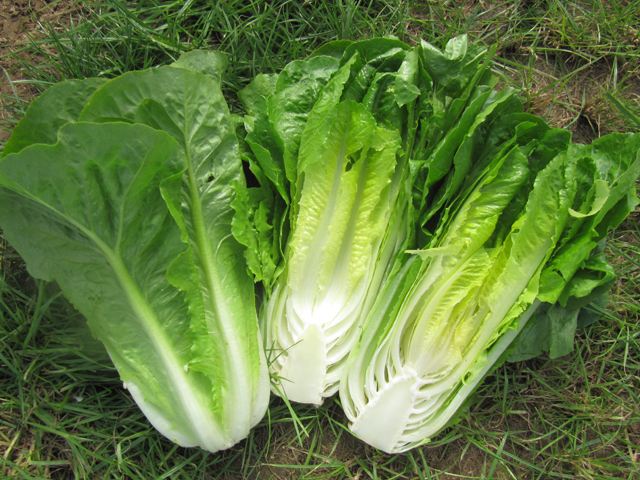 Romaine lettuce variety Kilnsey photographed in the field with a sign next to it