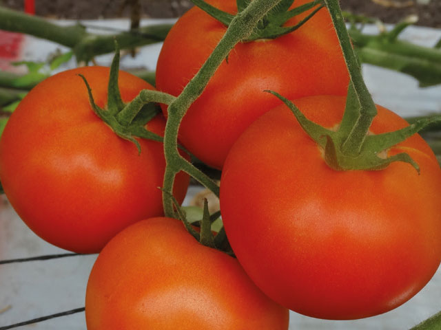 tomate lezaforte