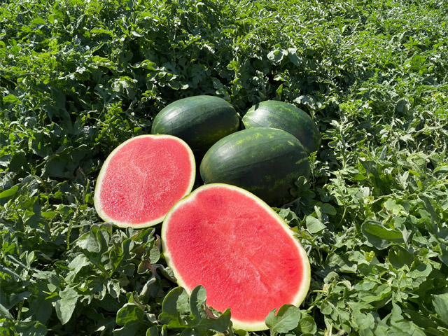 Watermelon E26C.00181 in the field