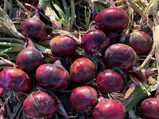 Red onion Bonarda