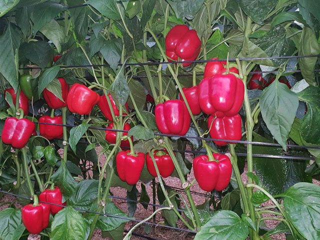 Red blocky pepper Vanadio
